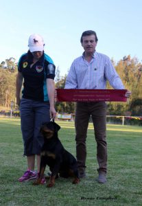 The Northern Districts Rottweiler Club of NSW, Rottweiler Club of NSW, Northern Districts Rottweiler Club, Rottweiler Club, Rottweiler, NDRC