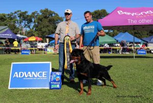 The Northern Districts Rottweiler Club of NSW, Rottweiler Club of NSW, Northern Districts Rottweiler Club, Rottweiler Club, Rottweiler, NDRC