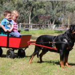 http://The%20Northern%20Districts%20Rottweiler%20Club%20of%20NSW,%20Rottweiler%20Club%20of%20NSW,%20Northern%20Districts%20Rottweiler%20Club,%20Rottweiler%20Club,%20Rottweiler,%20NDRC